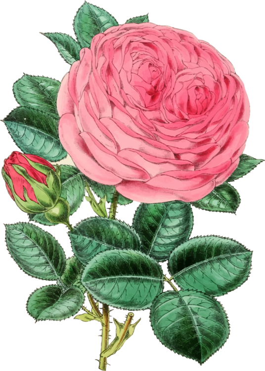 Pink Rose Vector Illustration PNG Image