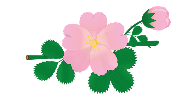 Pink Rose Vector Illustration PNG Image