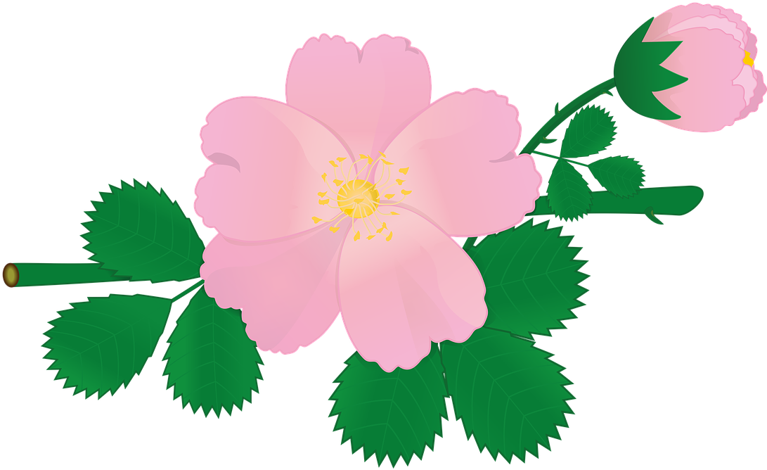 Pink Rose Vector Illustration PNG Image