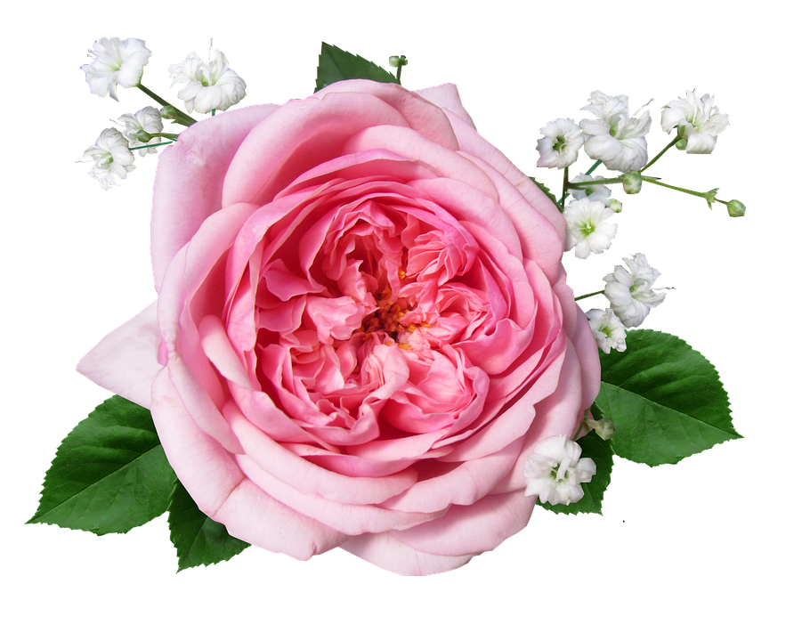 Pink Roseand Baby's Breath Floral Arrangement.png PNG Image