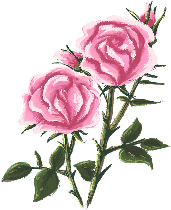 Pink Roses Artistic Illustration.png PNG Image