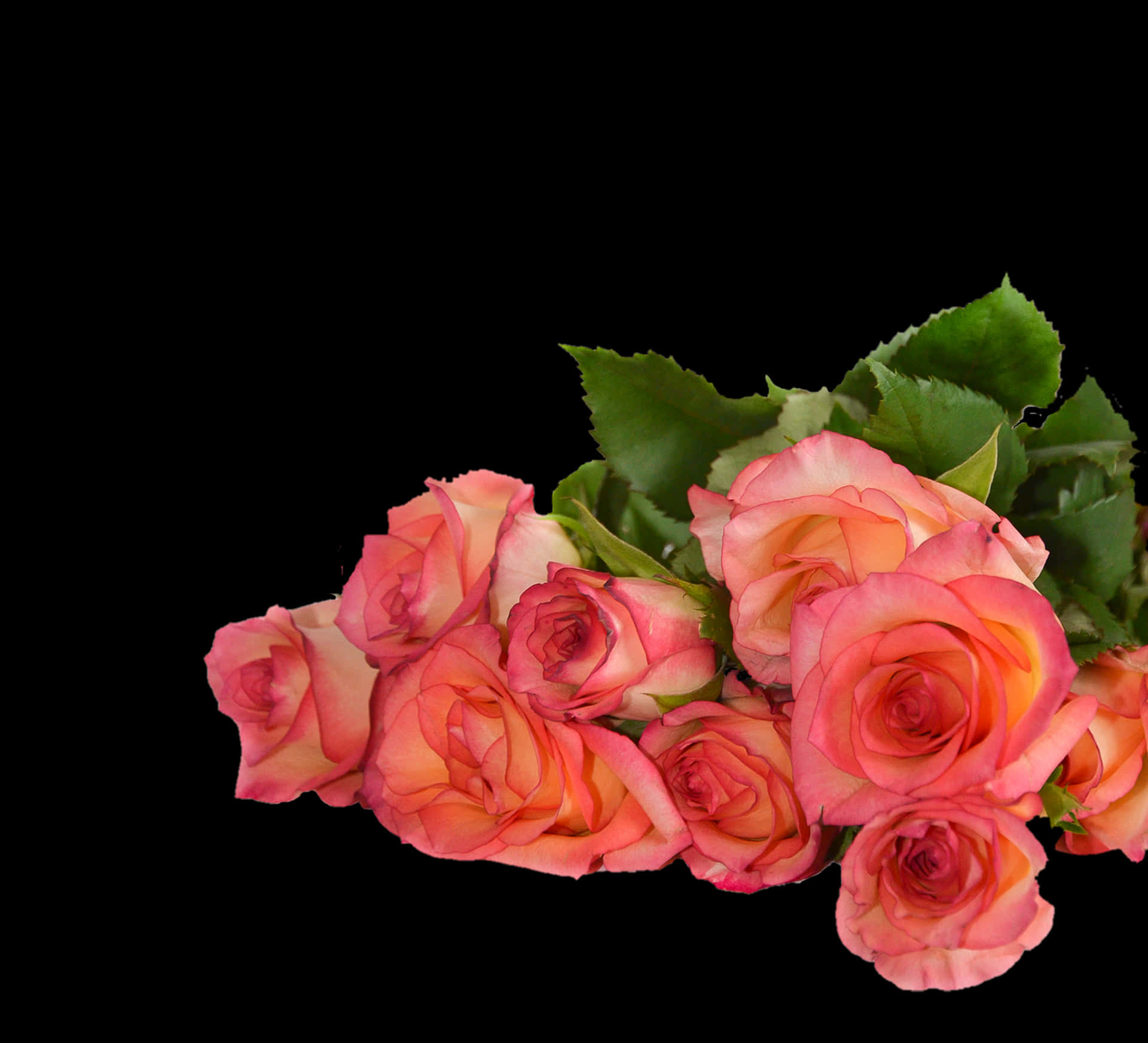 Pink Roses Black Background PNG Image