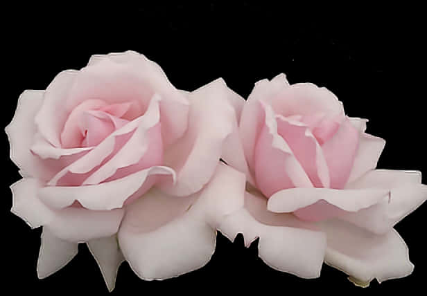 Pink Roses Black Background PNG Image