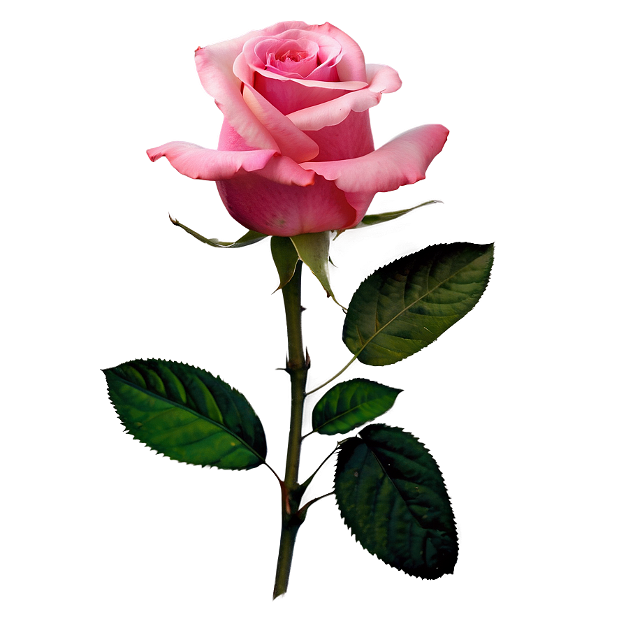 Pink Roses C PNG Image