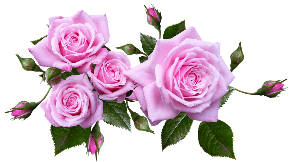 Pink Roses Transparent Background PNG Image