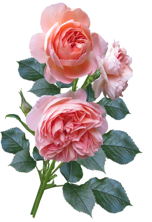 Pink Roses Transparent Background PNG Image