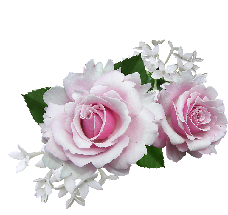 Pink Rosesand White Flowers PNG Image