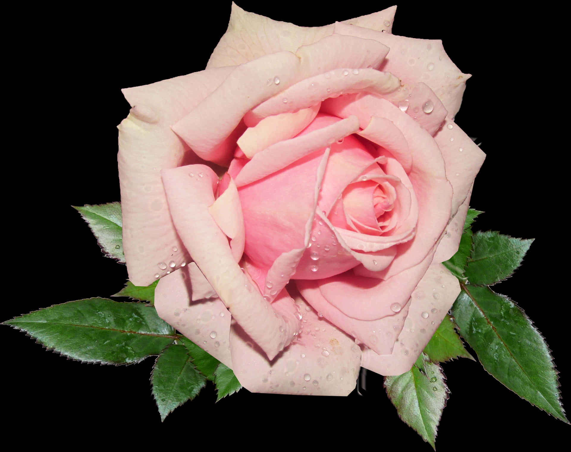 Pink Rosewith Dew Drops.jpg PNG Image