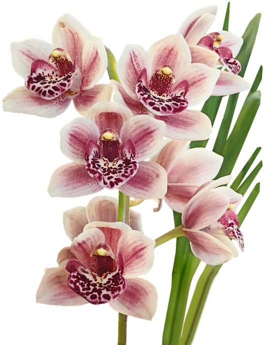 Pink Spotted Orchids Cluster PNG Image