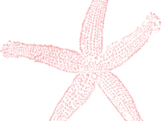 Pink Starfish Clipart PNG Image