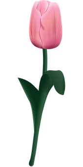 Pink Tulip Black Background PNG Image