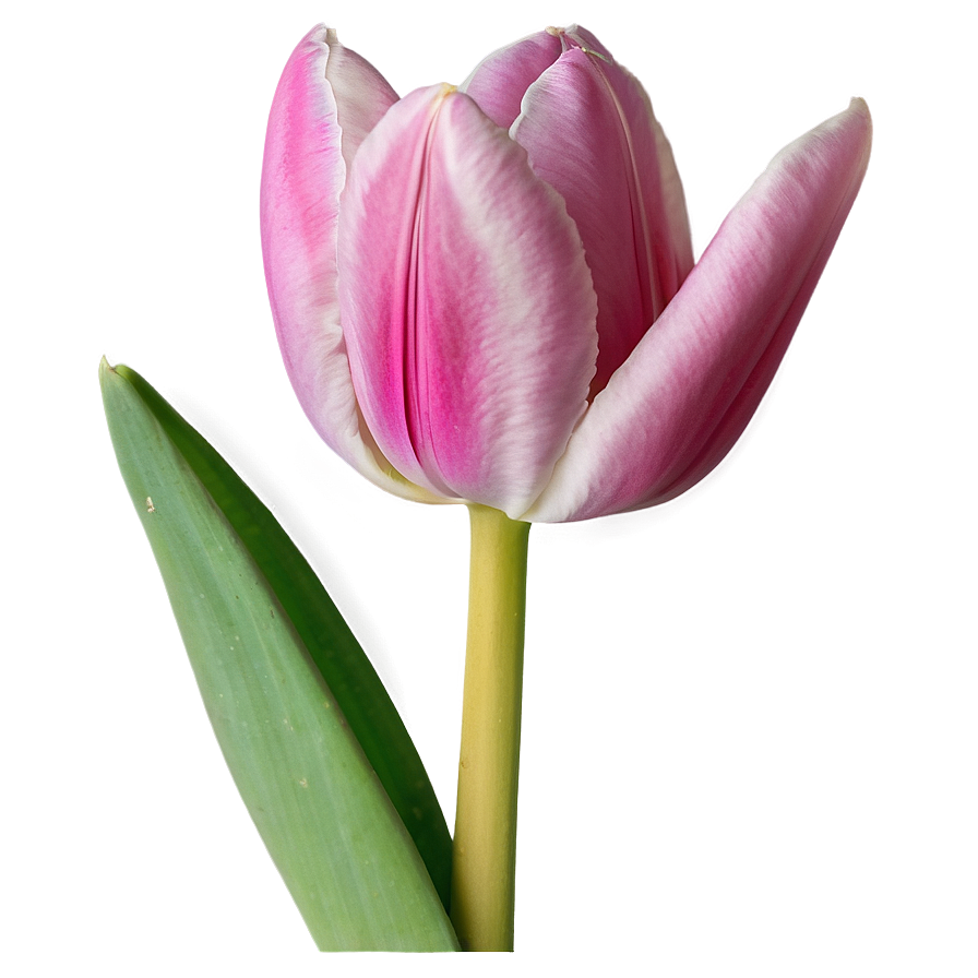 Pink Tulip Close-up Png 27 PNG Image