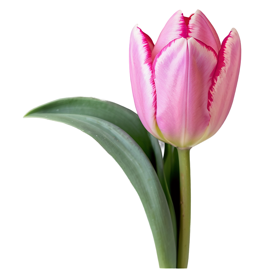 Pink Tulip Close-up Png 38 PNG Image