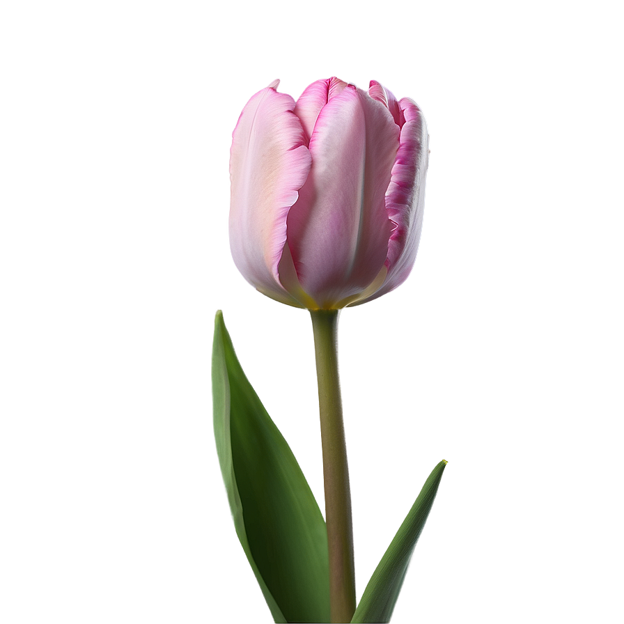 Pink Tulip Close-up Png Jum33 PNG Image