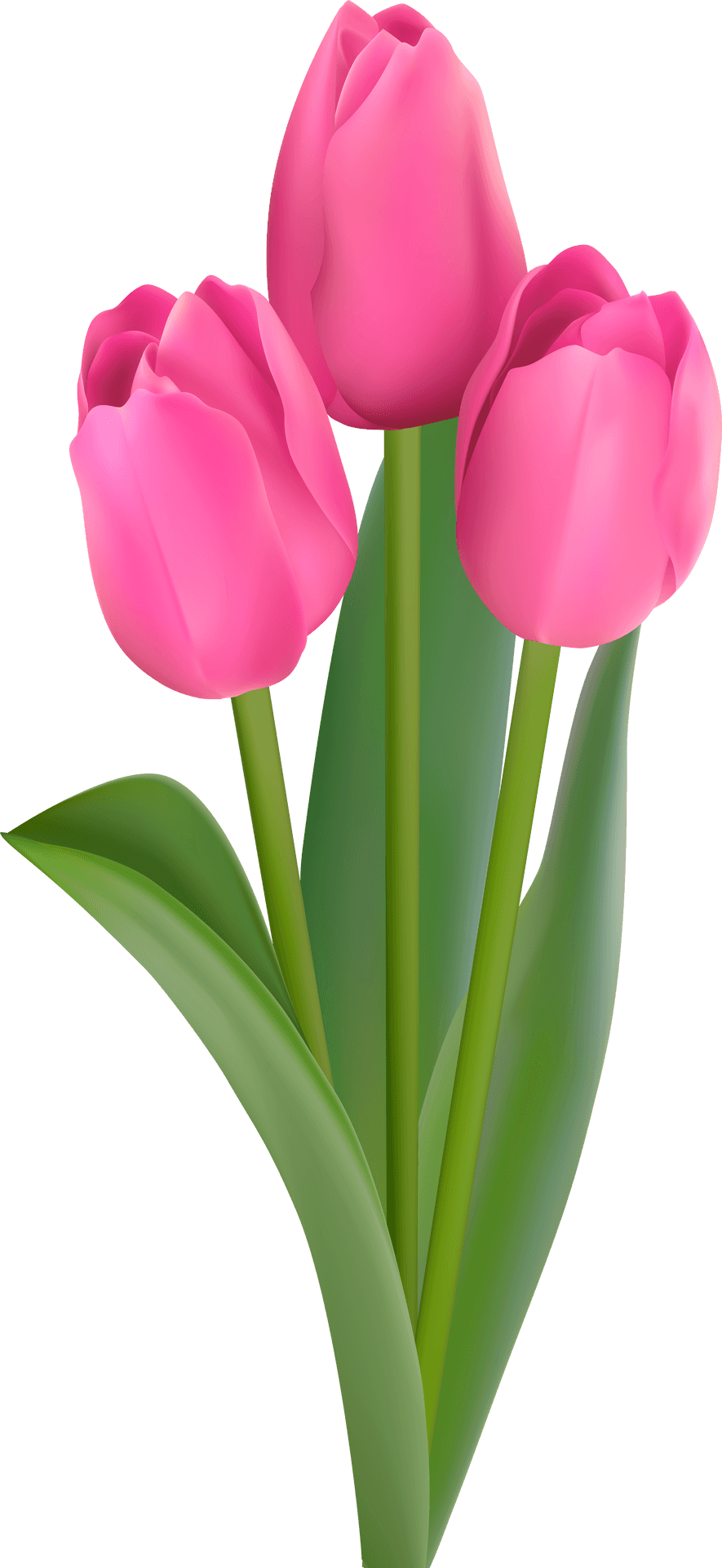 Pink Tulips Bouquet PNG Image