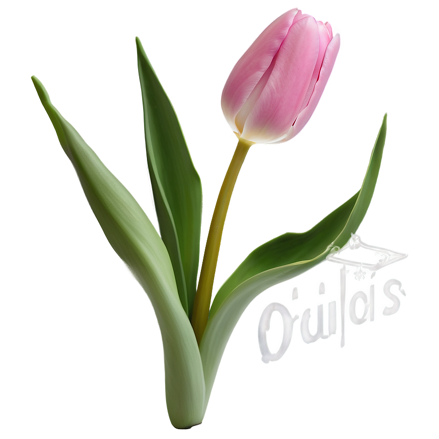 Pink Tulips Png Vgg PNG Image