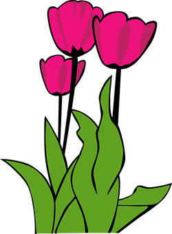 Pink Tulips Vector Art PNG Image