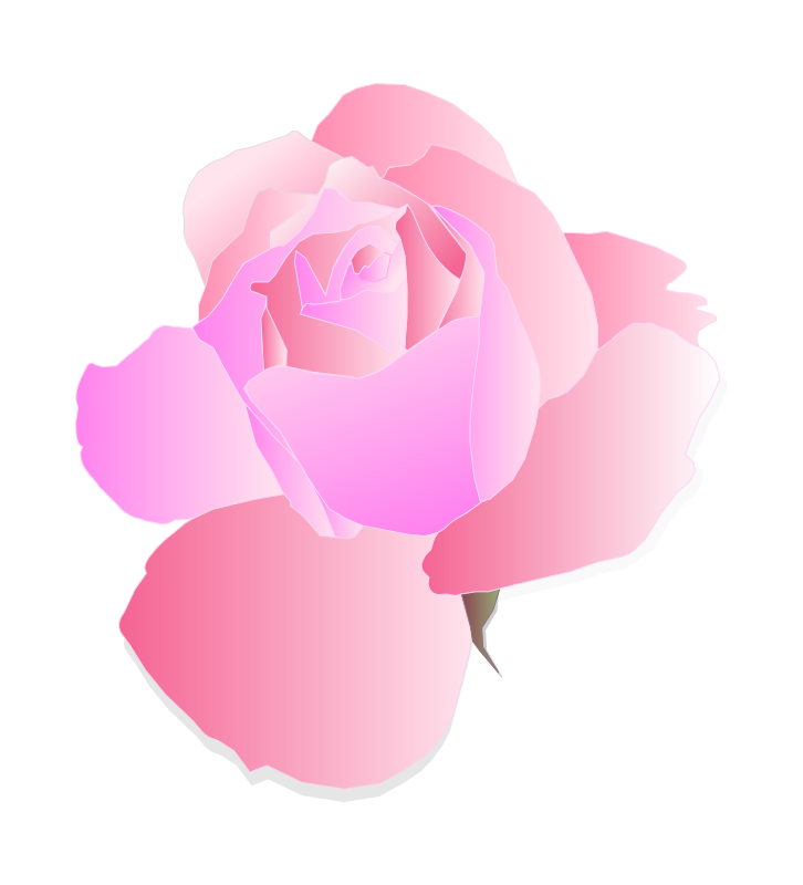 Pink Vector Rose Illustration PNG Image