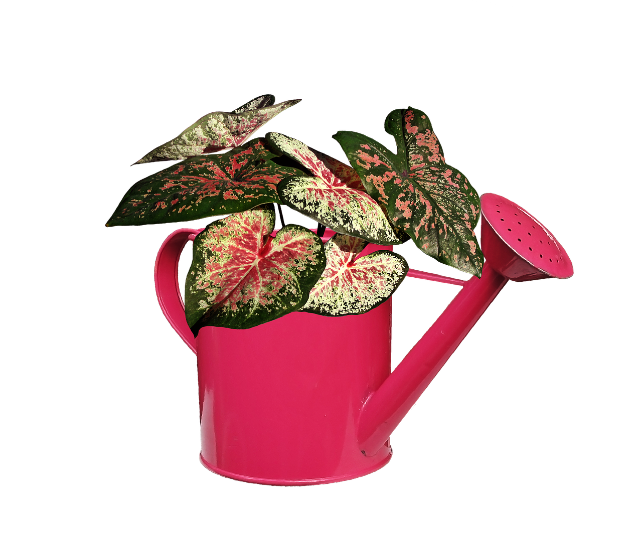 Pink Watering Canwith Variegated Plant PNG Image