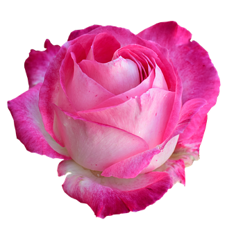 Pink White Rose Black Background PNG Image