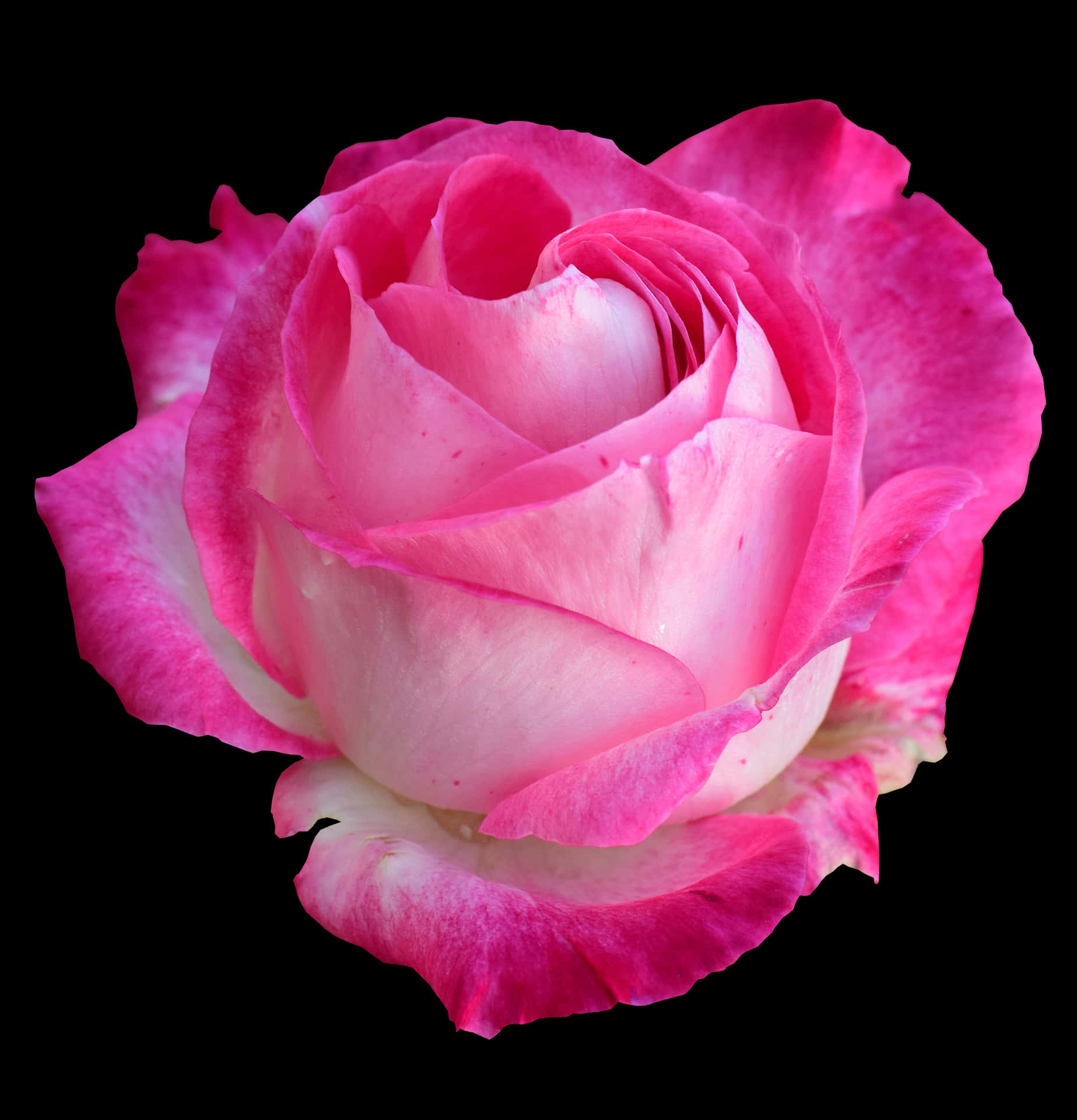 Pink White Rose Black Background PNG Image