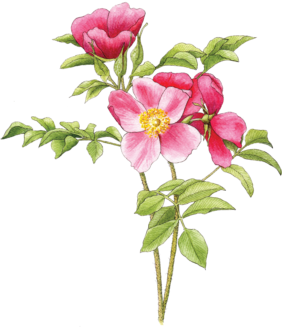 Pink Wild Rose Illustration PNG Image