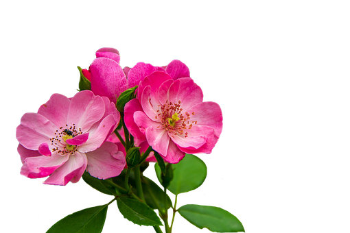 Pink Wild Roses Black Background PNG Image