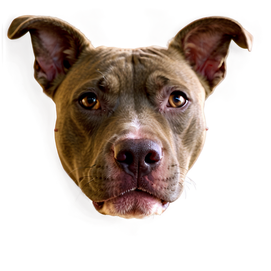 Pitbull Close Up Png Opd PNG Image