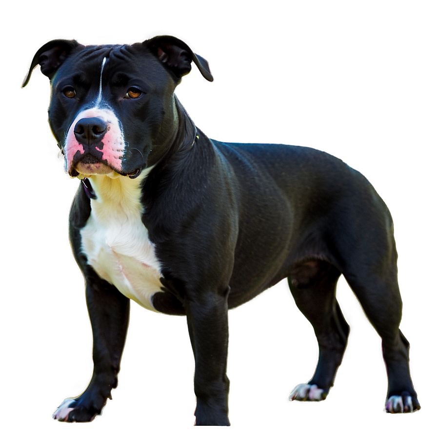 Pitbull In Nature Png 15 PNG Image