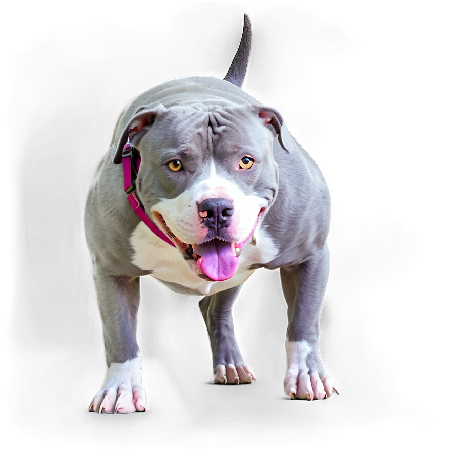 Pitbull In Park Png 05212024 PNG Image