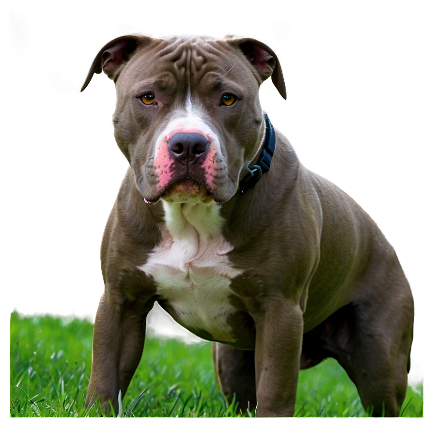 Pitbull In Park Png 91 PNG Image