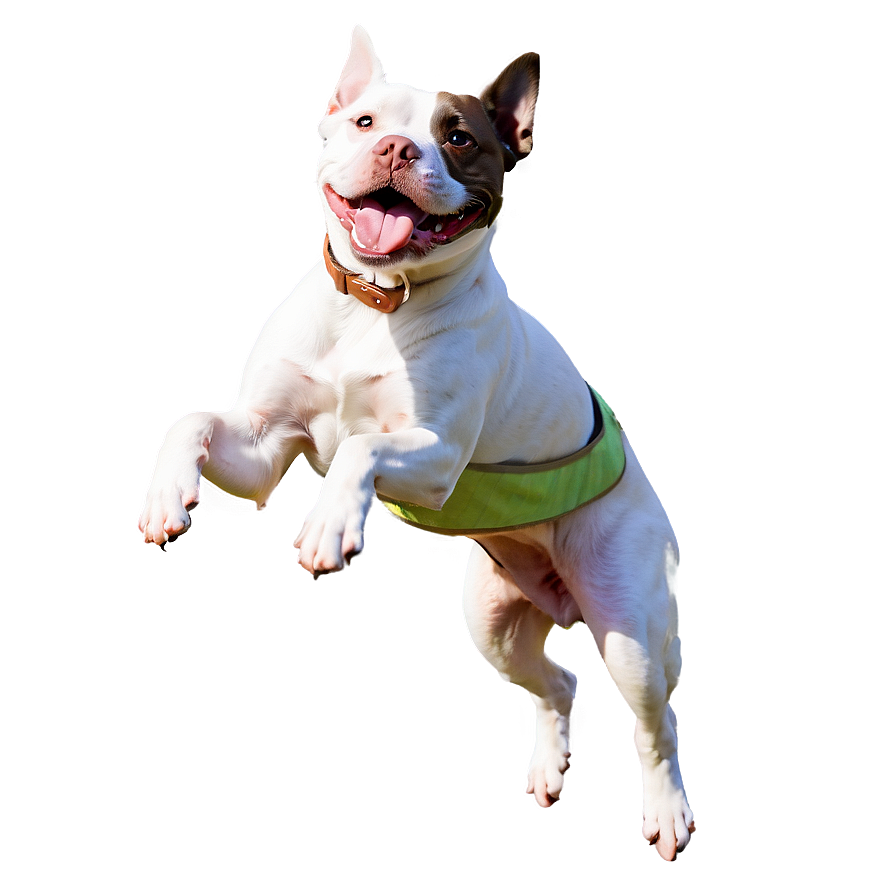 Pitbull Jumping Png Tic3 PNG Image