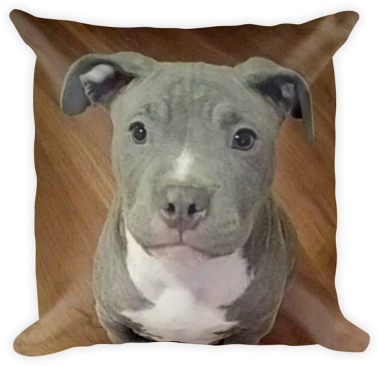 Pitbull Puppy Cushion Portrait PNG Image