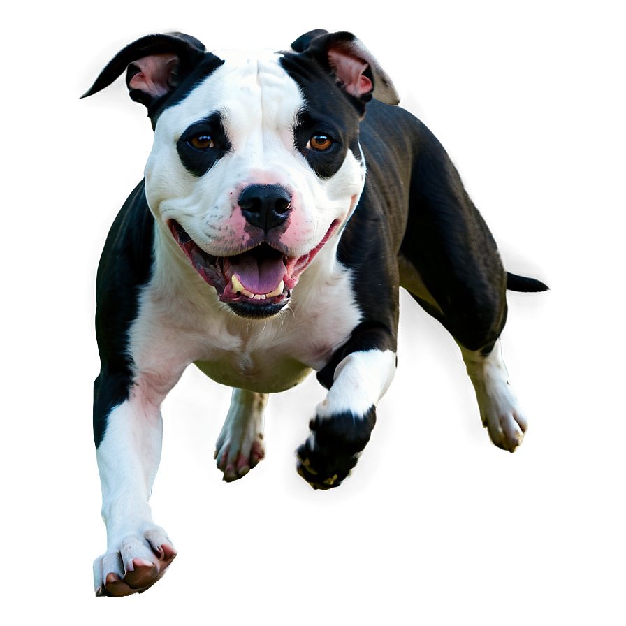 Pitbull Running Png 20 PNG Image