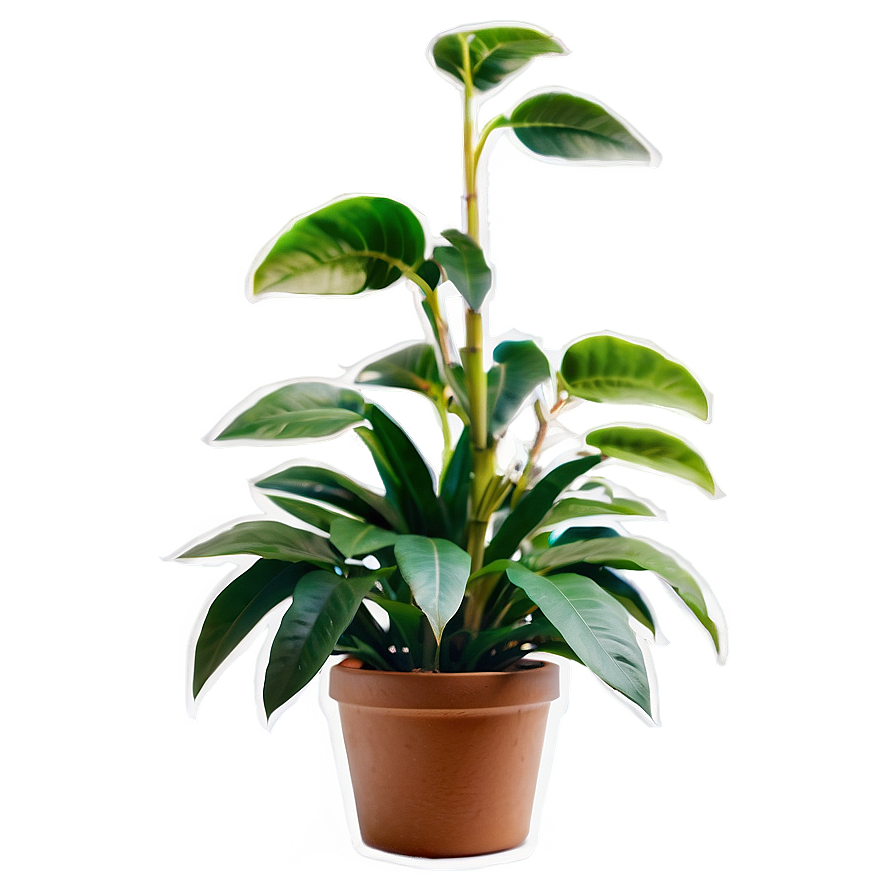 Plant A PNG Image