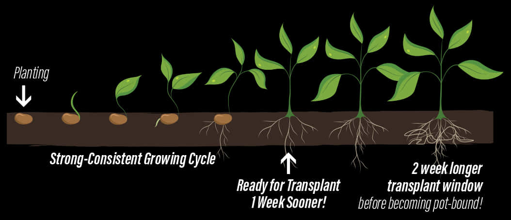 Plant Growth Stagesand Transplanting Timeline PNG Image