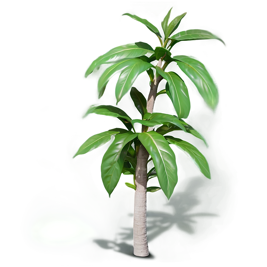 Plant Shadow D PNG Image