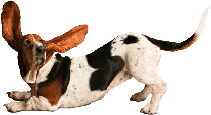 Playful Basset Hound Ears Flapping PNG Image