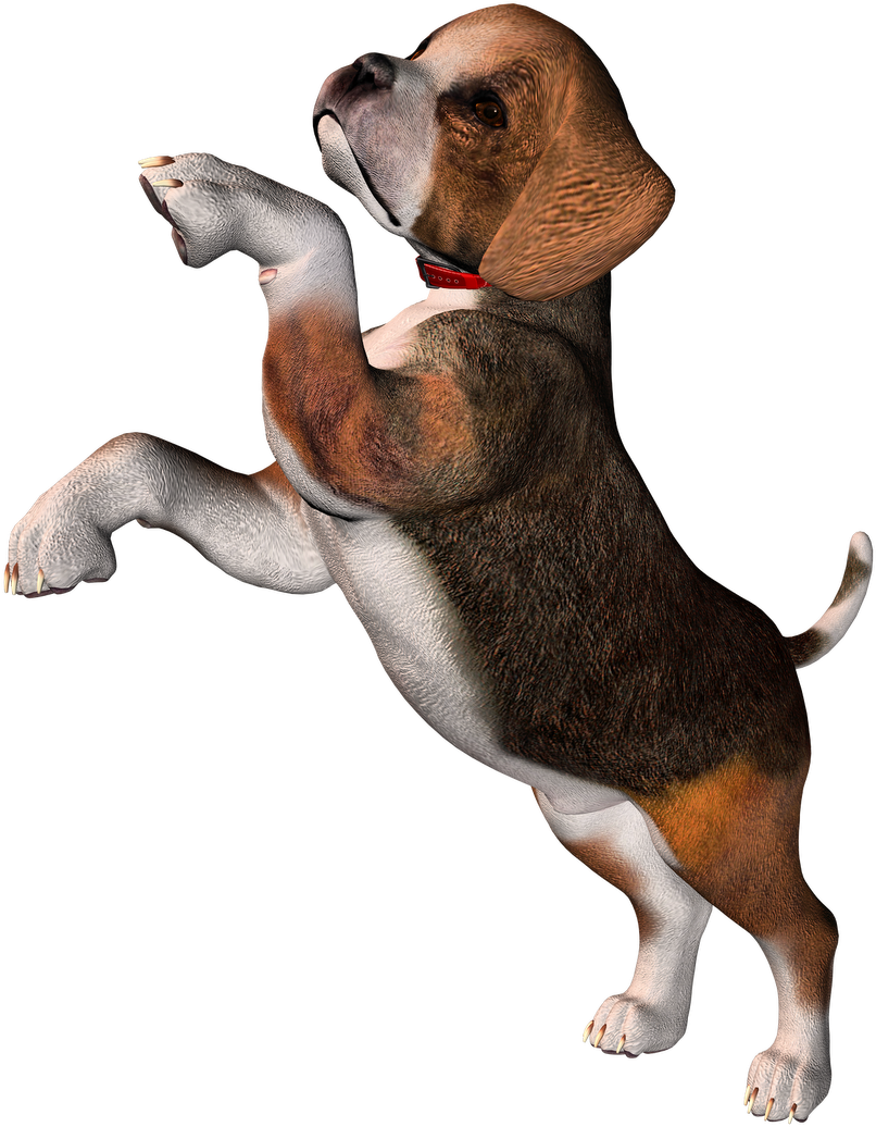 Playful Beagle Puppy Begging PNG Image