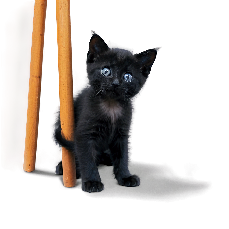 Playful Black Kitten Png Pmh25 PNG Image