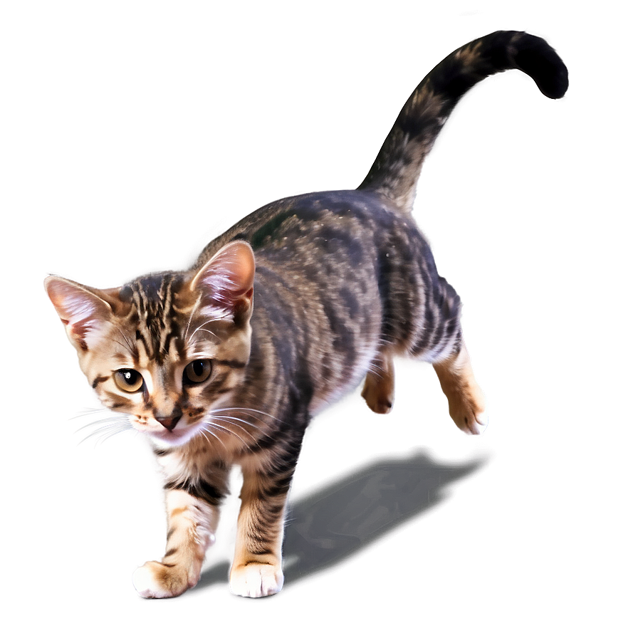 Playful Cat Png Sxr PNG Image