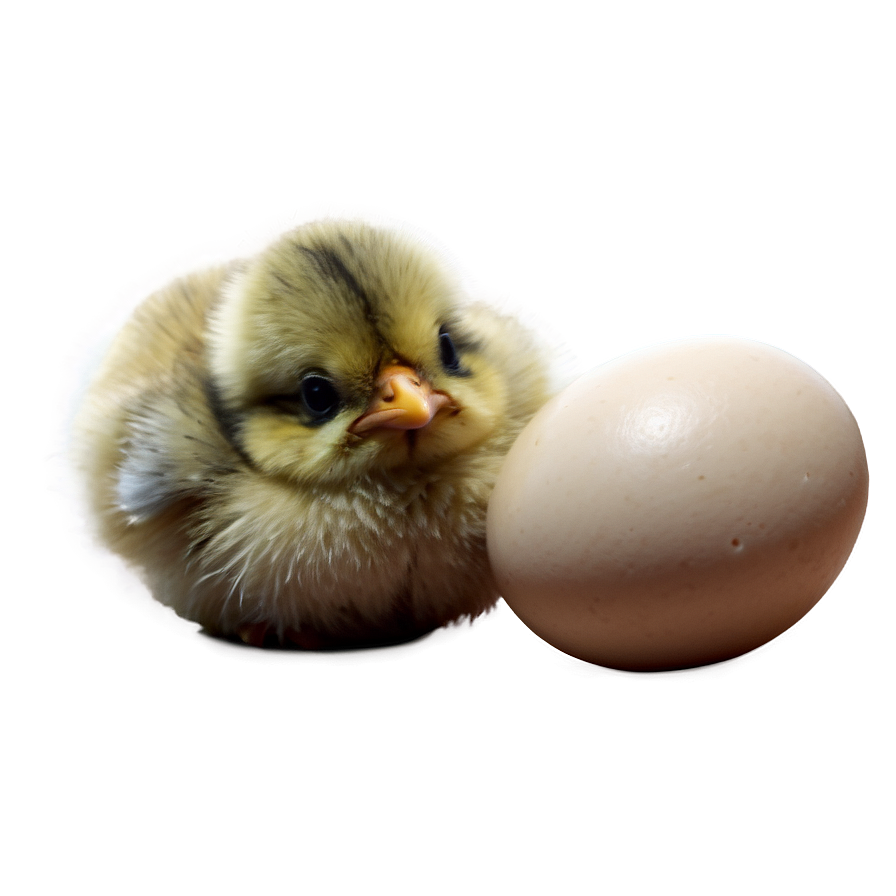 Playful Chick Png Msr PNG Image