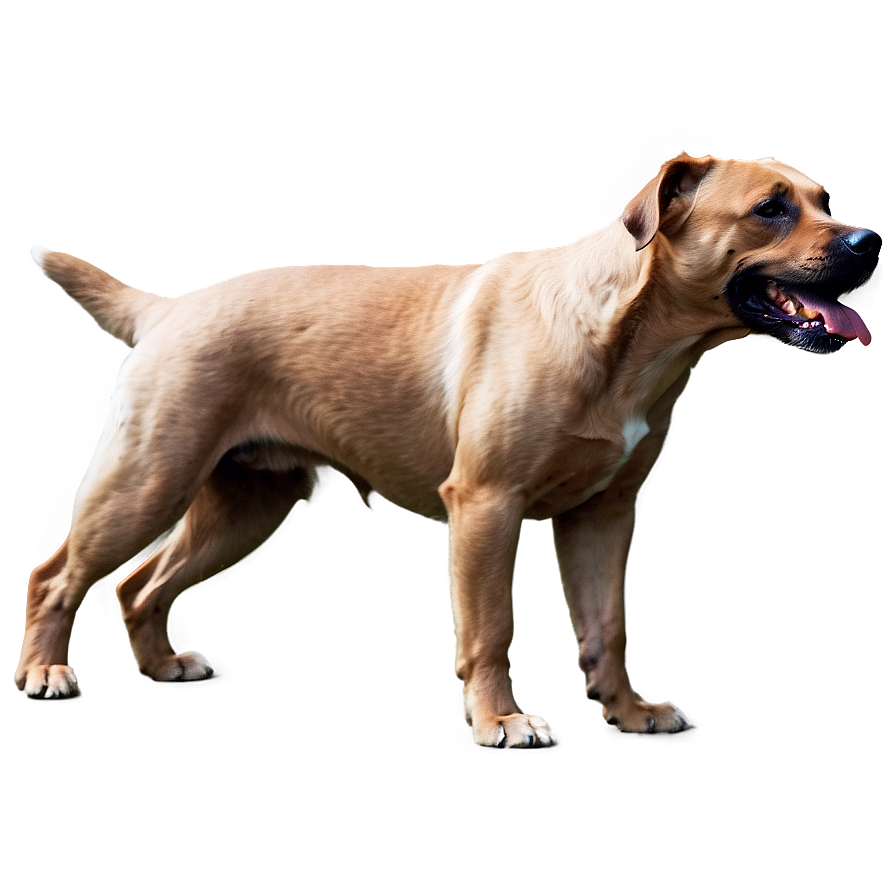 Playful Dogs Png Vrd PNG Image