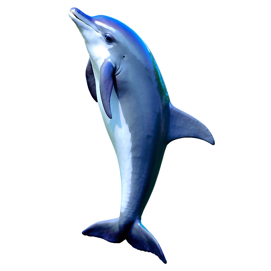 Playful Dolphin Png Acp20 PNG Image