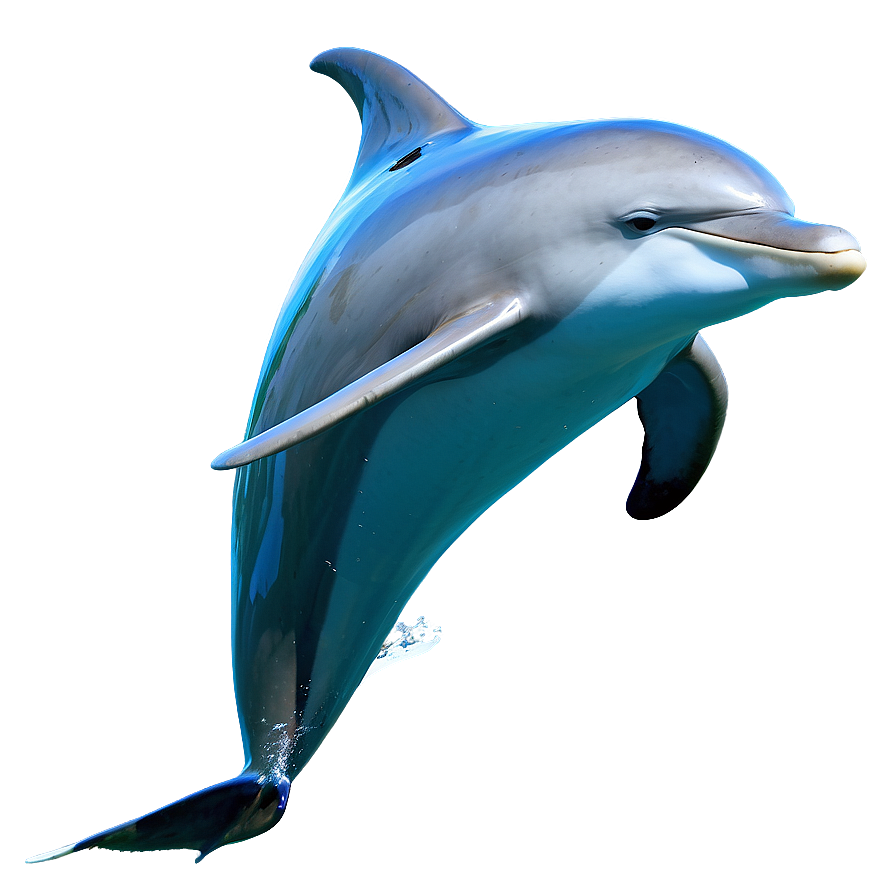 Playful Dolphins Png 88 PNG Image