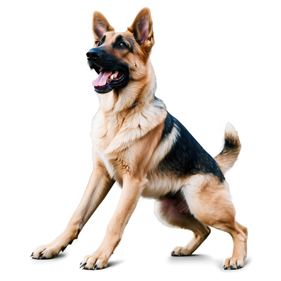 Playful German Shepherd Png 06112024 PNG Image