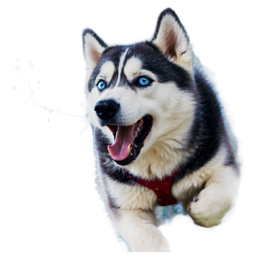 Playful Husky In Snow Png Cjw8 PNG Image