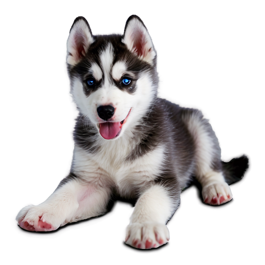 Playful Husky Pups Png 88 PNG Image