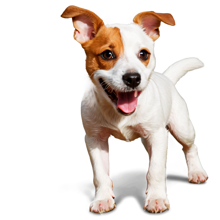 Playful Jack Russell Png 11 PNG Image