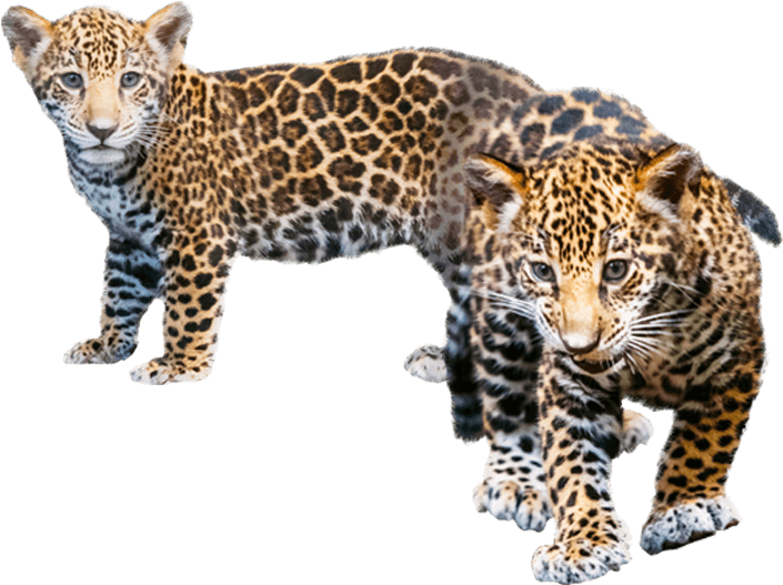 Playful Jaguar Cubs PNG Image